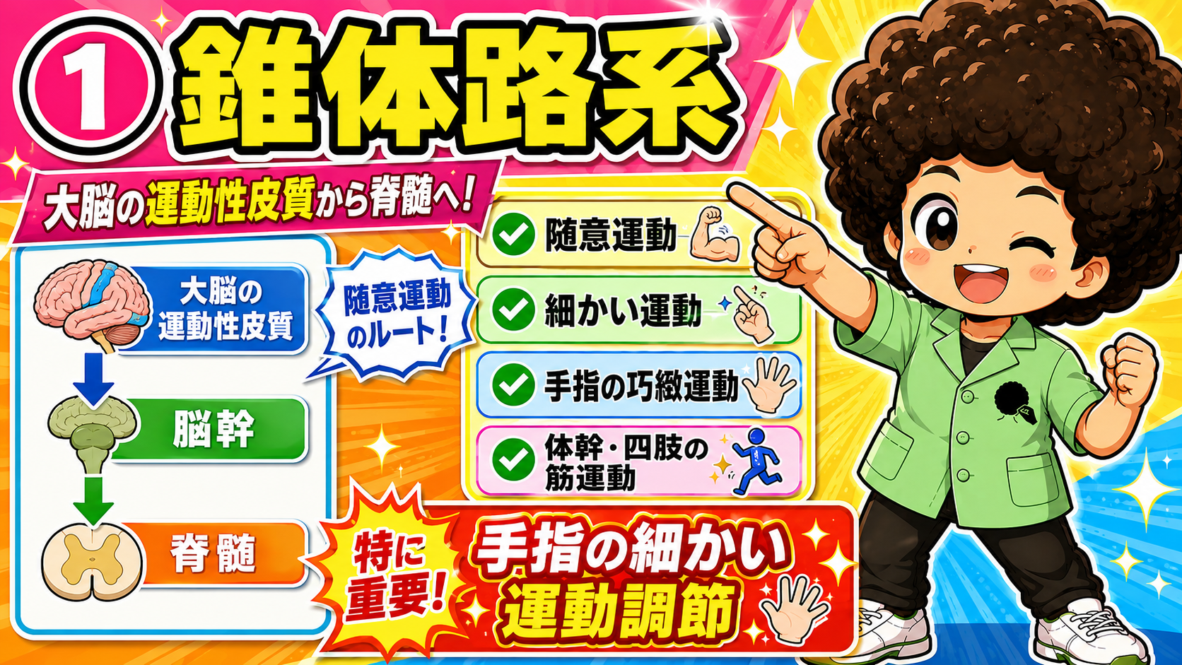 錐体路系＝大脳の運動性皮質→脳幹→脊髄。随意運動・手指の巧緻運動に重要