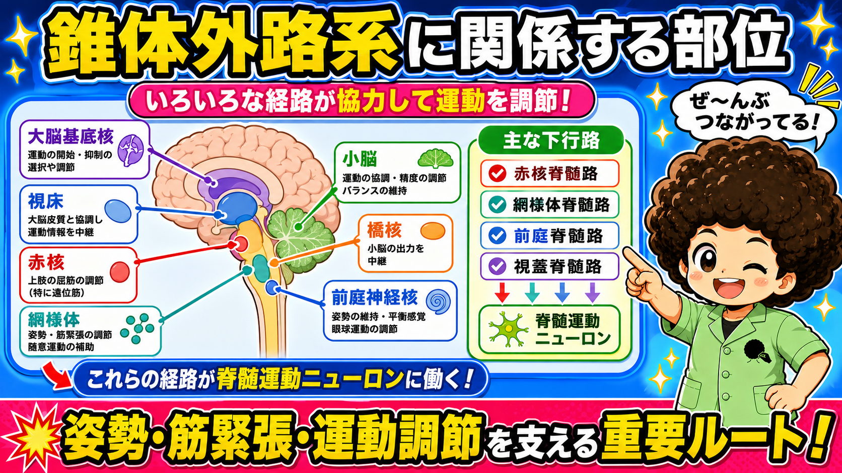 錐体外路系に関係する部位と主な下行路