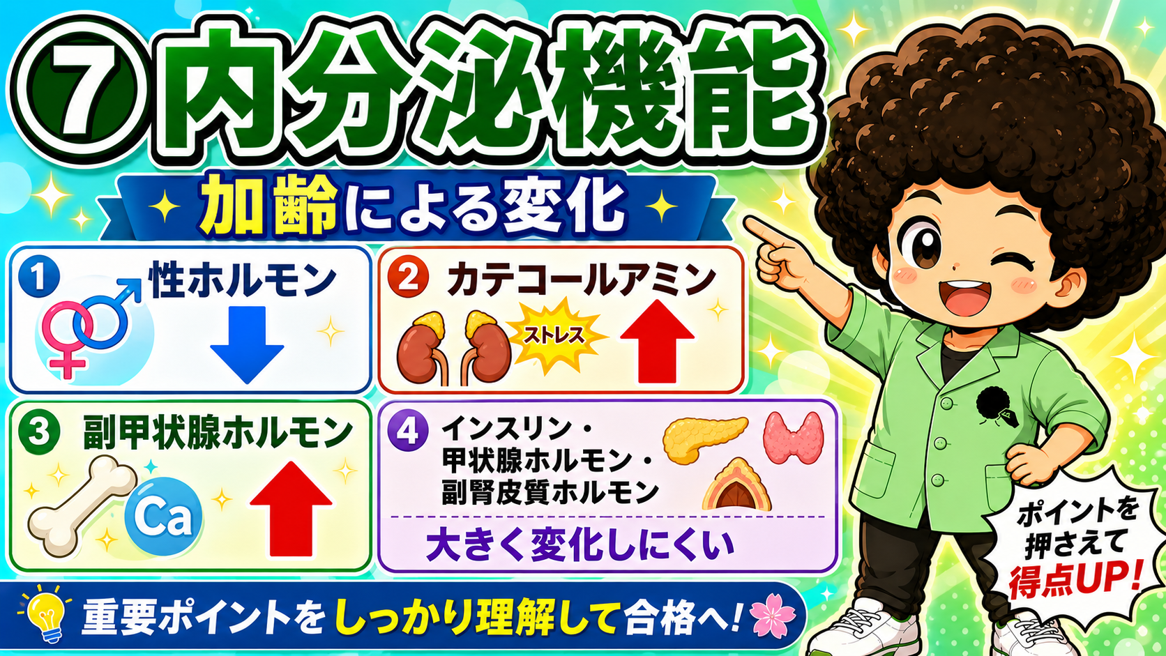 内分泌機能：性ホルモン↓／カテコールアミン↑／副甲状腺ホルモン↑