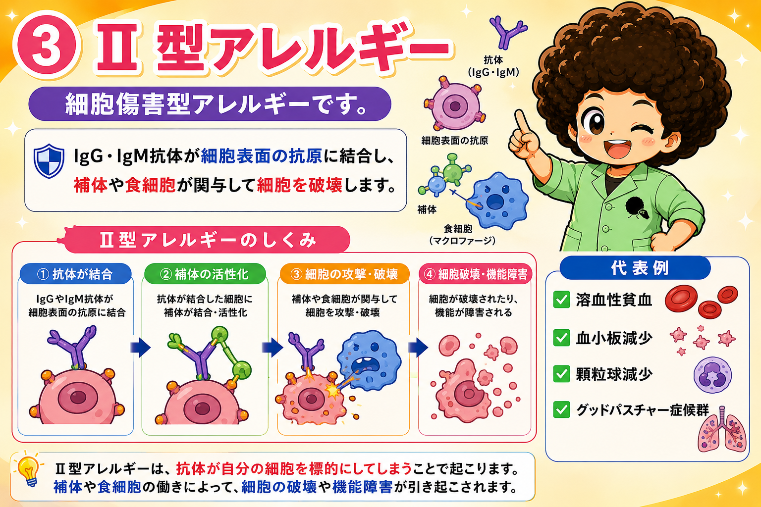 II型アレルギーのしくみ（抗体結合→補体活性化→細胞破壊）