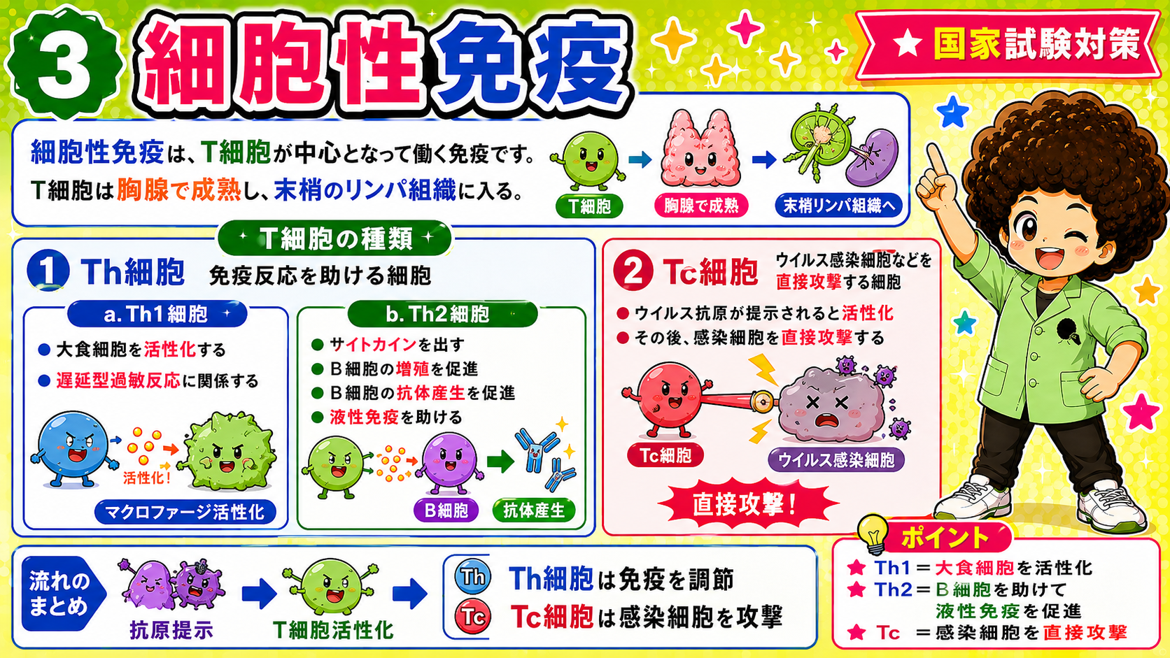 細胞性免疫 ― Th1・Th2・Tc細胞のはたらき