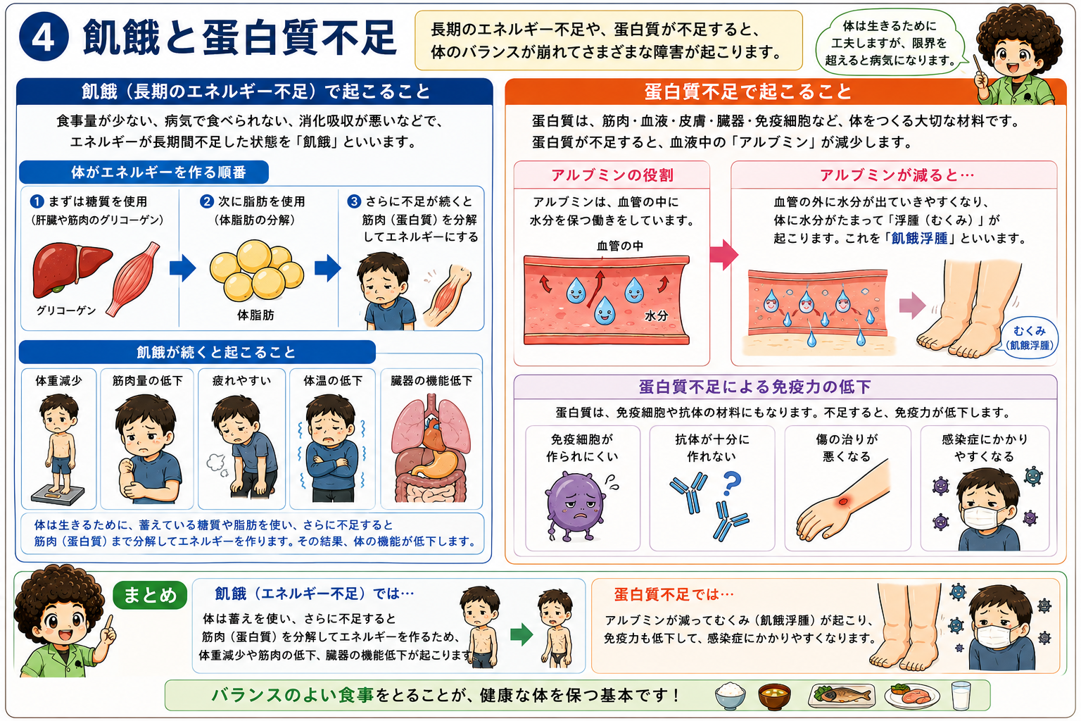 飢餓では糖質→脂肪→筋肉の順に消費され、蛋白質不足はアルブミン低下から飢餓浮腫を起こす