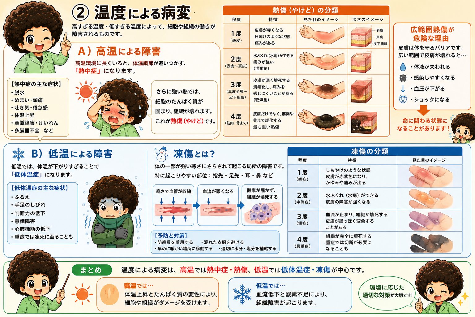 放射線は骨髄・リンパ組織・生殖腺・消化管粘膜・皮膚といった分裂の盛んな組織に強く影響する