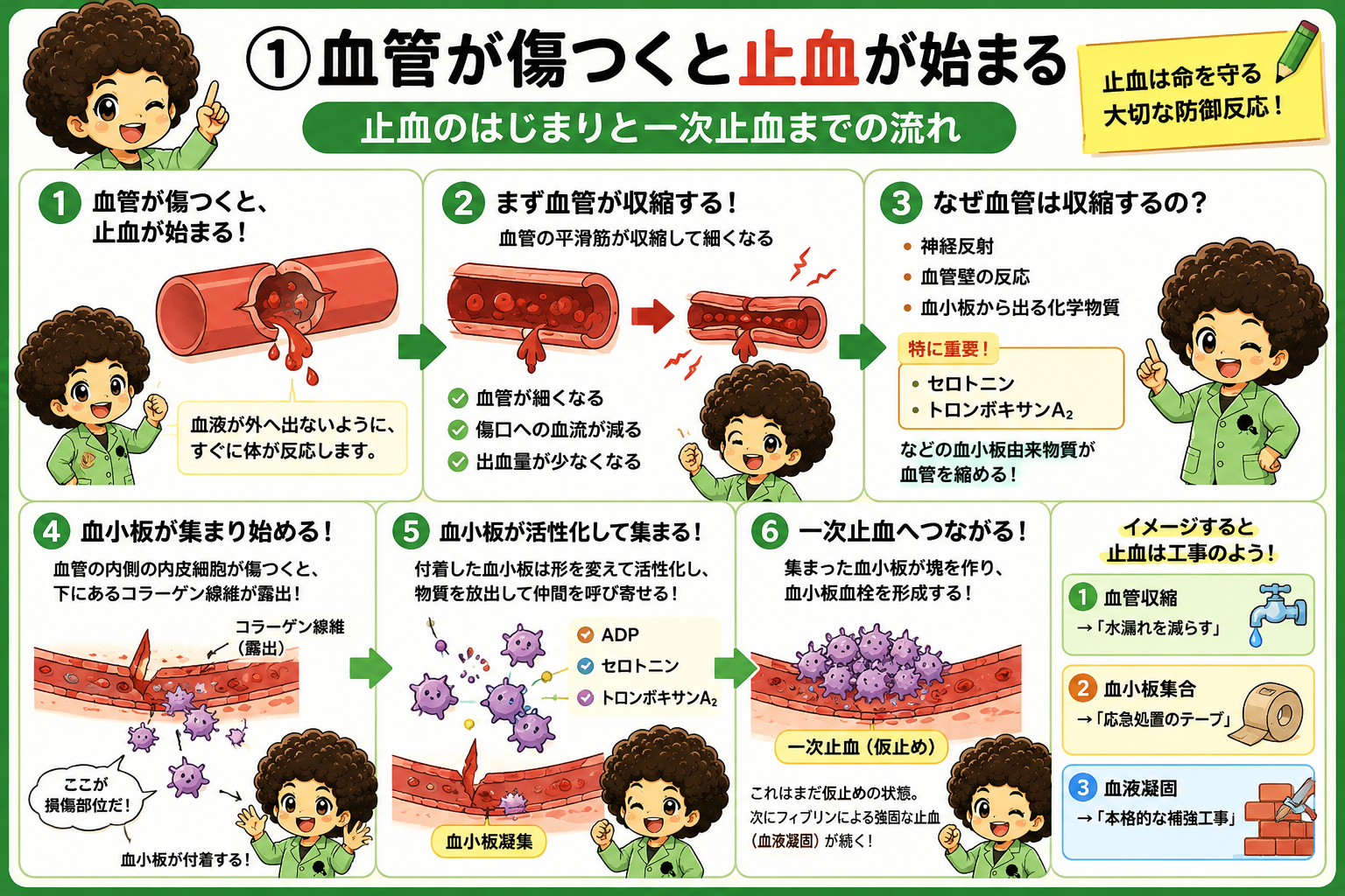 血管が傷つくと止血が始まる ― 血管収縮から一次止血までの流れ
