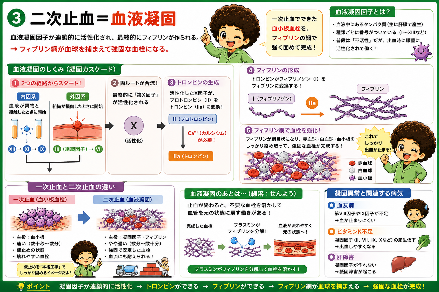 二次止血＝血液凝固。内因系・外因系から第X因子、トロンビン、フィブリンへ