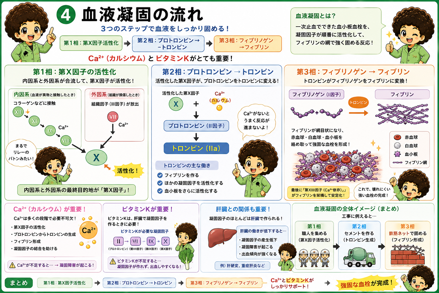 血液凝固の流れ（3相）とCa²⁺・ビタミンK・肝臓の関係