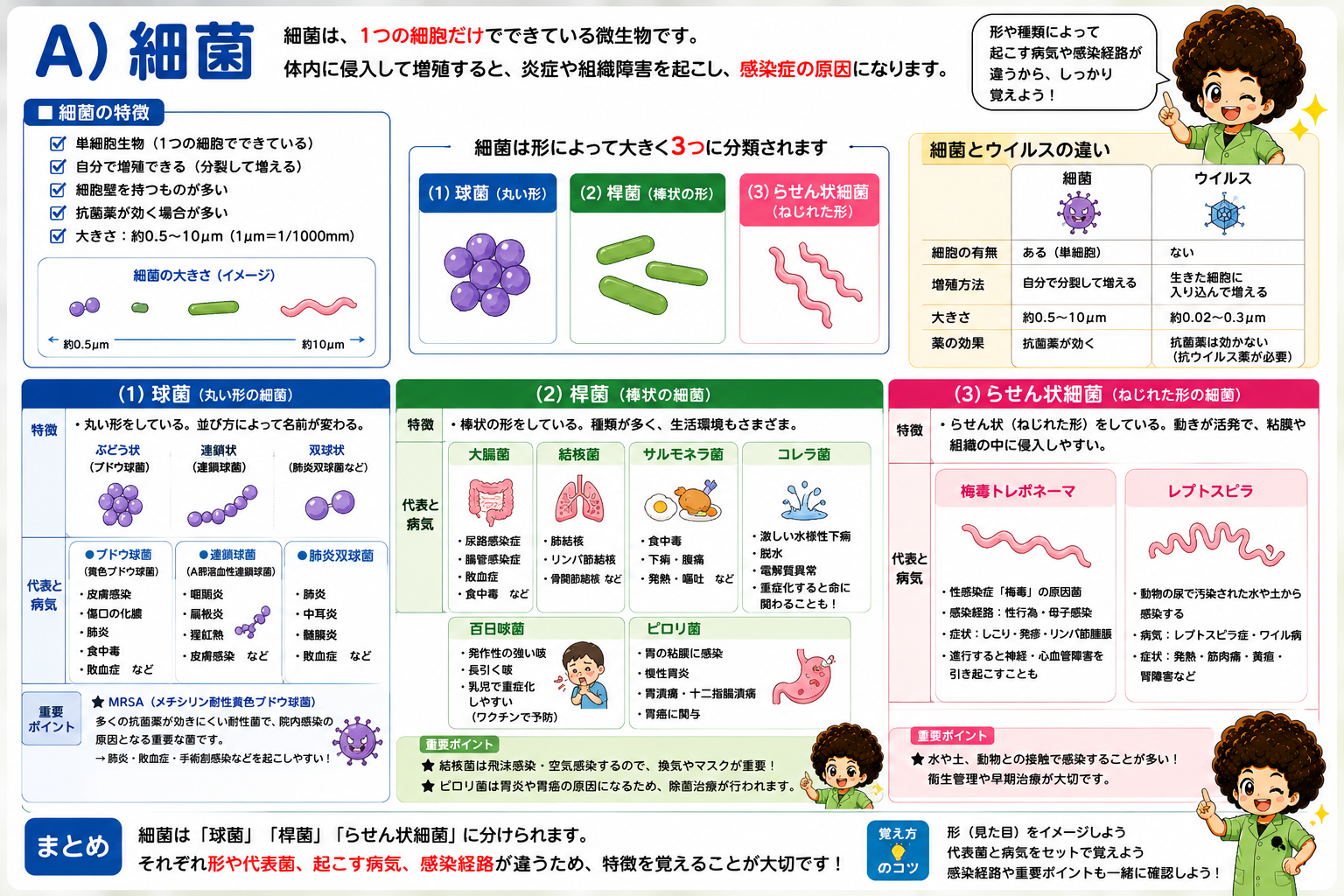 細菌の3分類（球菌・桿菌・らせん状細菌）と代表菌