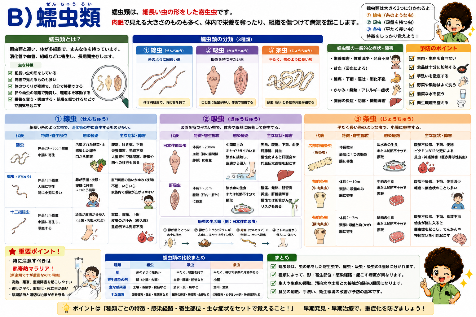 蠕虫類の3分類（線虫・吸虫・条虫）と代表虫体・感染経路