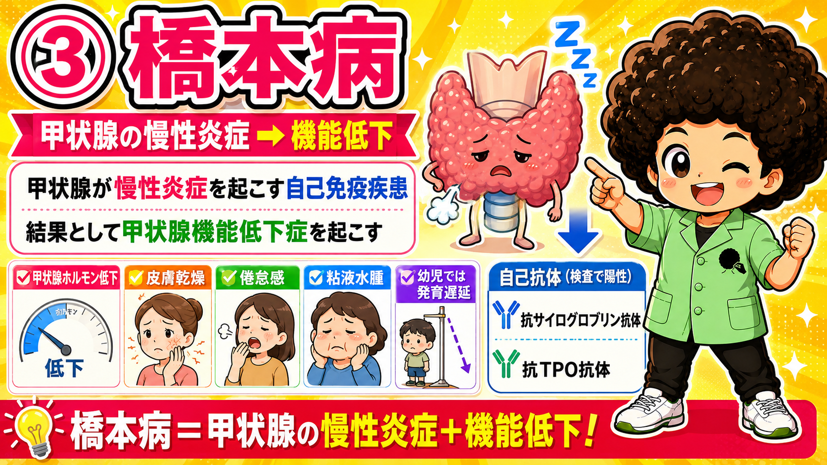 橋本病＝甲状腺の慢性炎症＋甲状腺機能低下症