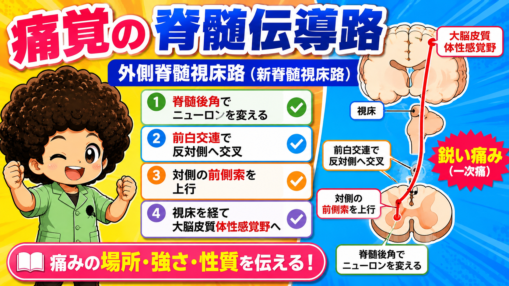 痛覚の脊髄伝導路｜痛覚の脊髄伝導路 1
