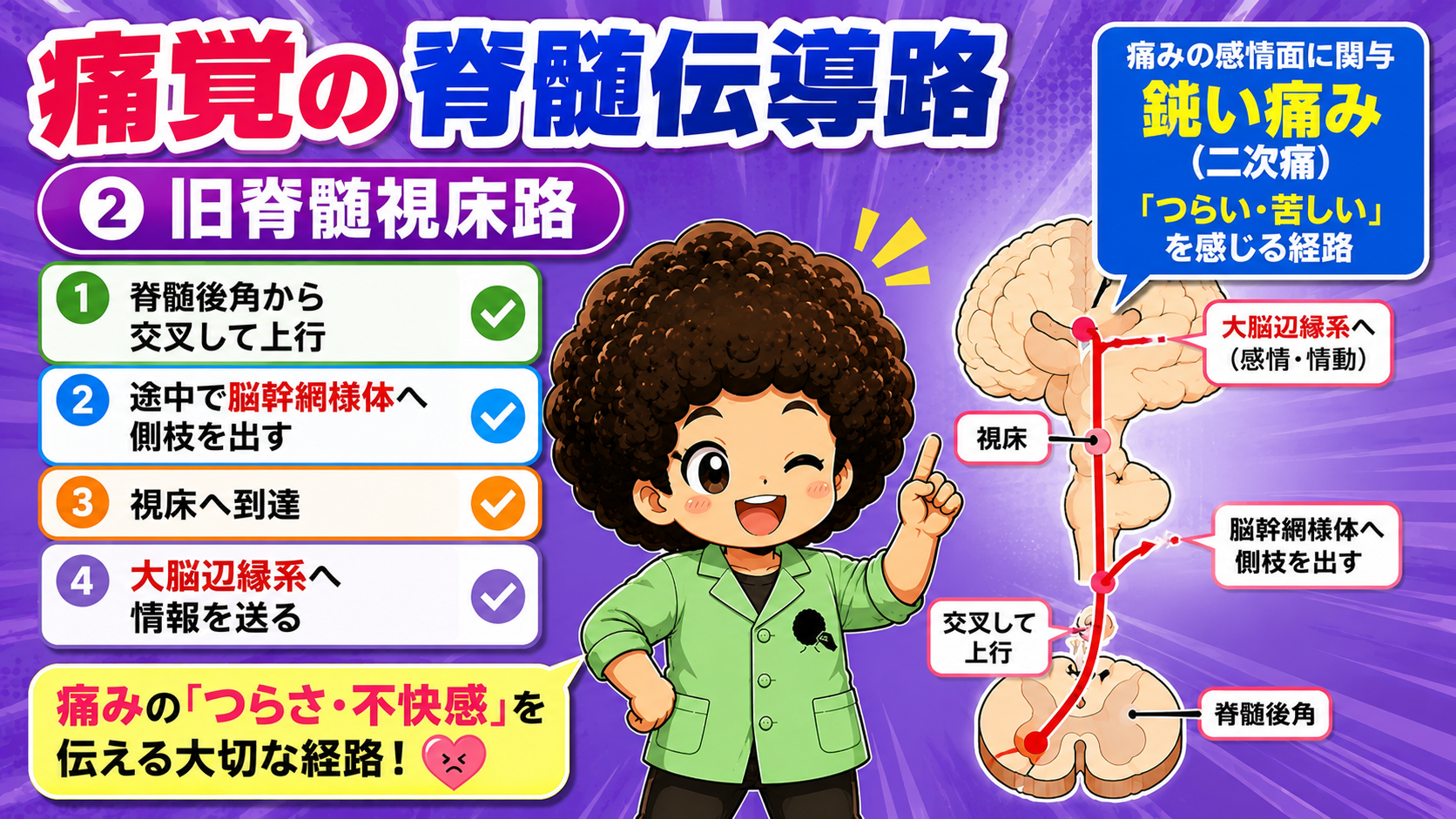 旧脊髄視床路＝鈍い痛み（二次痛）・感情面に関与