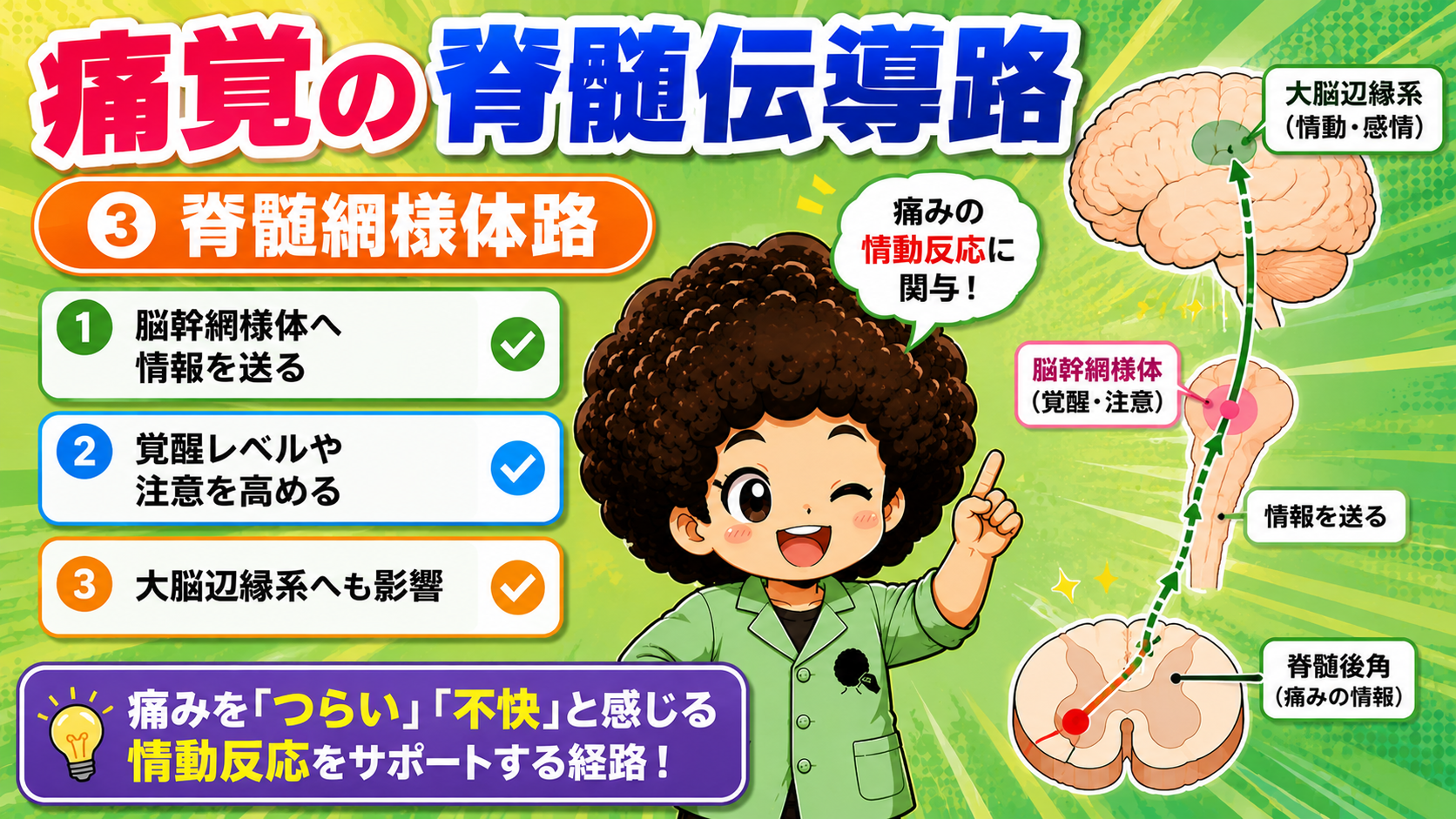 脊髄網様体路＝情動反応・覚醒に関与