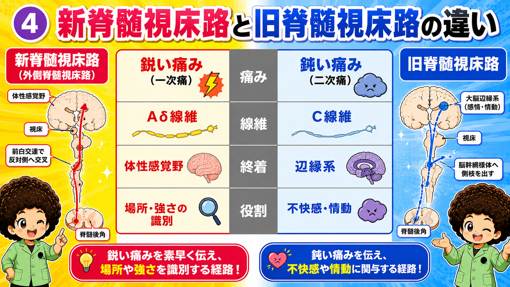 新脊髄視床路と旧脊髄視床路の比較