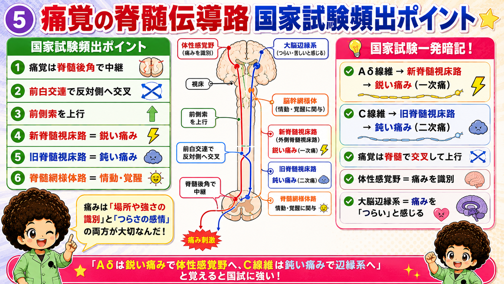痛覚の脊髄伝導路 国家試験頻出ポイント
