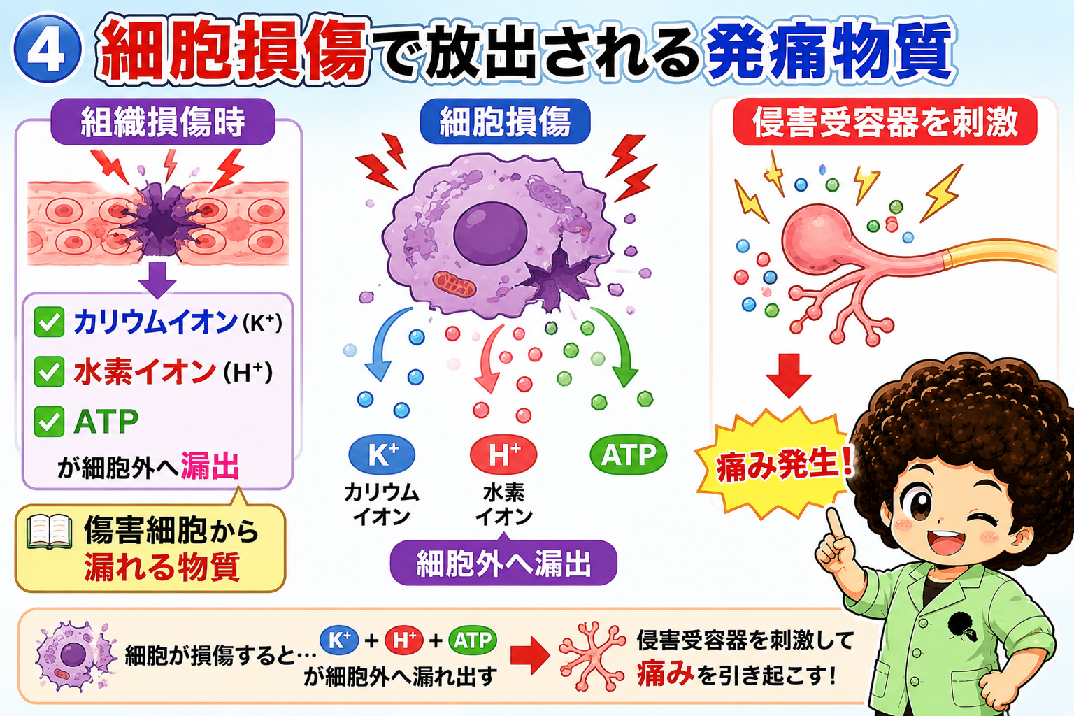 細胞損傷でK⁺・H⁺・ATPが細胞外へ漏出し、侵害受容器を刺激して痛みが発生する
