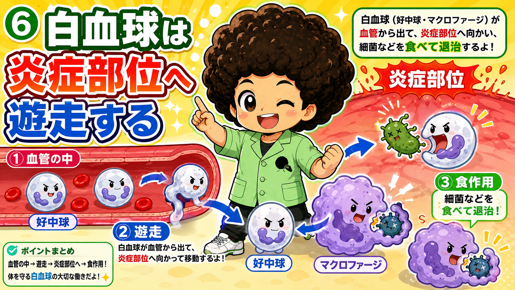好中球・マクロファージの遊走と食作用