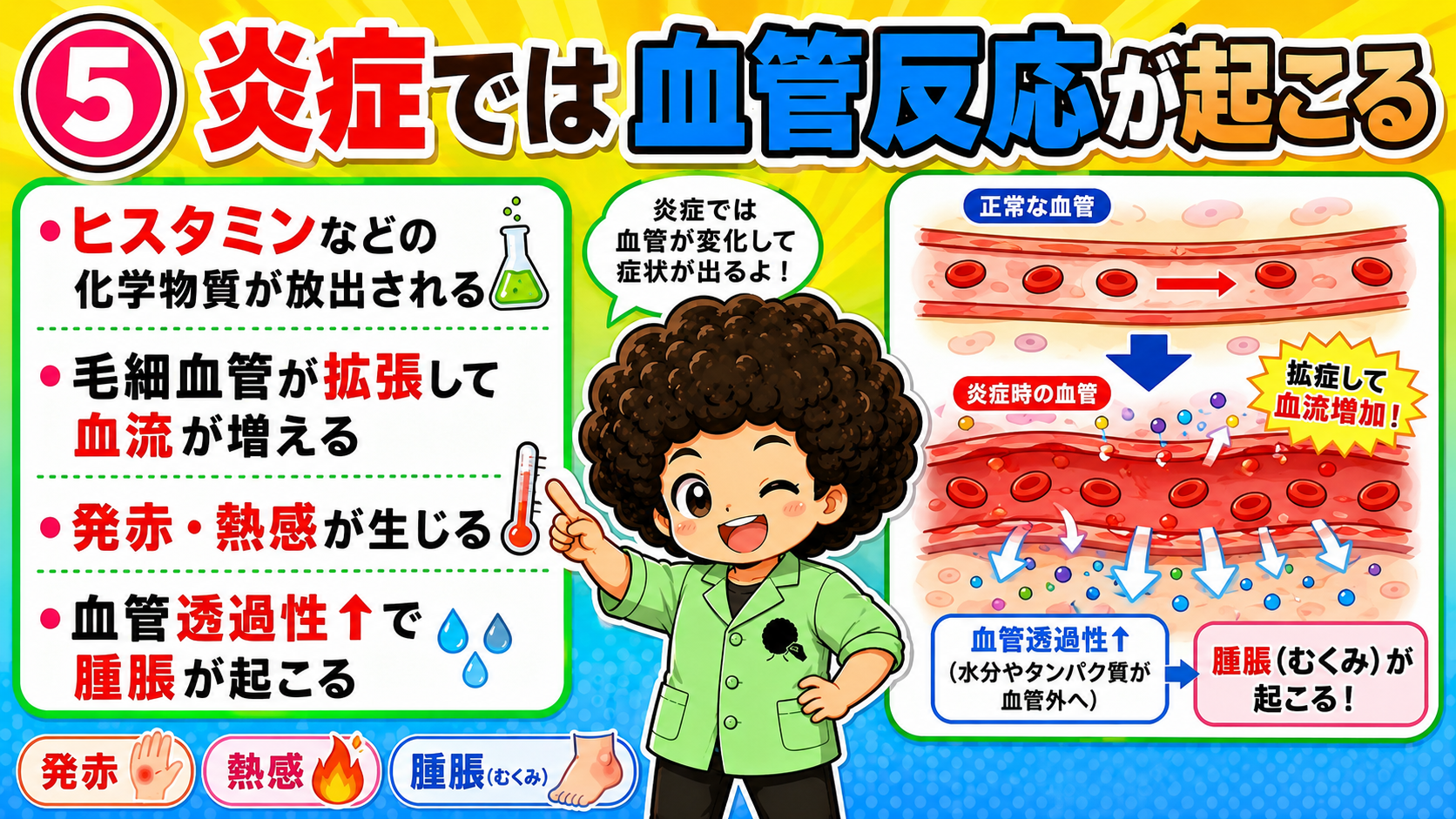 毛細血管の拡張と血管透過性亢進が発赤・熱感・腫脹をつくる