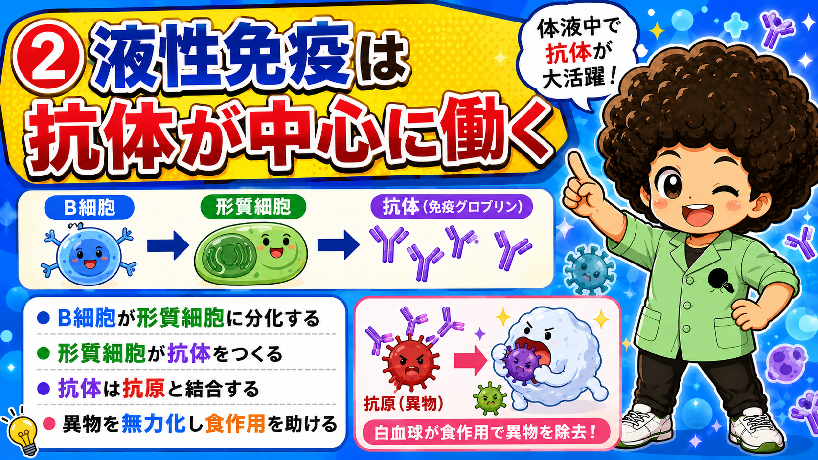 B細胞→形質細胞→抗体という液性免疫の流れ