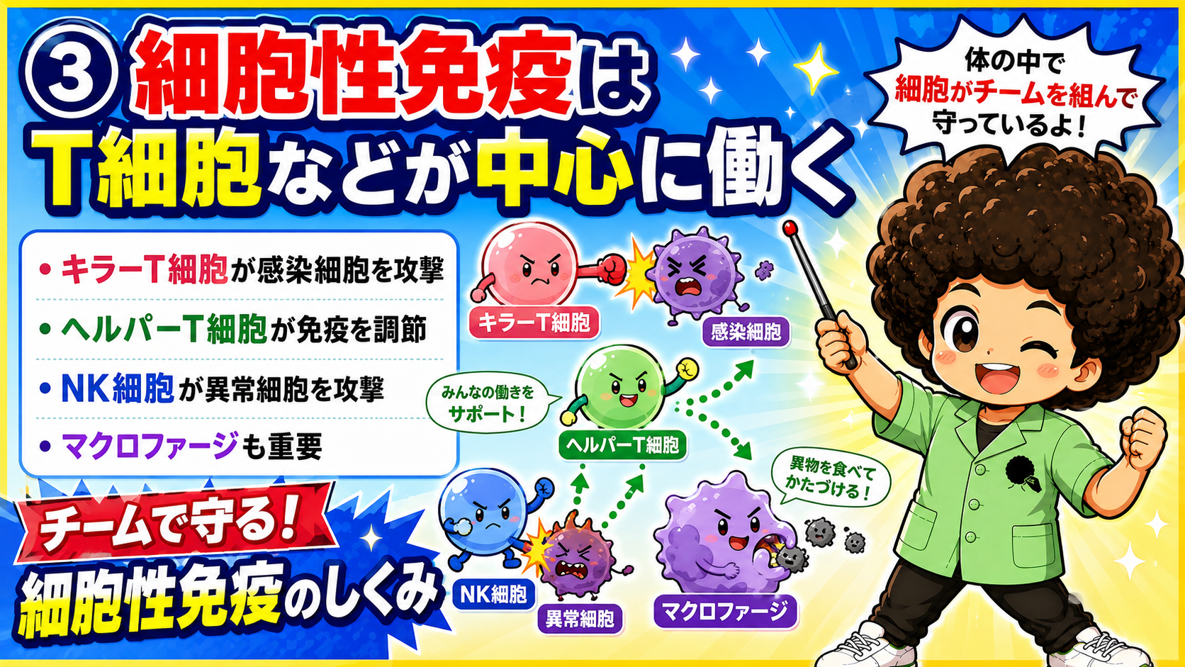 キラーT細胞・ヘルパーT細胞・NK細胞・マクロファージのチームプレー