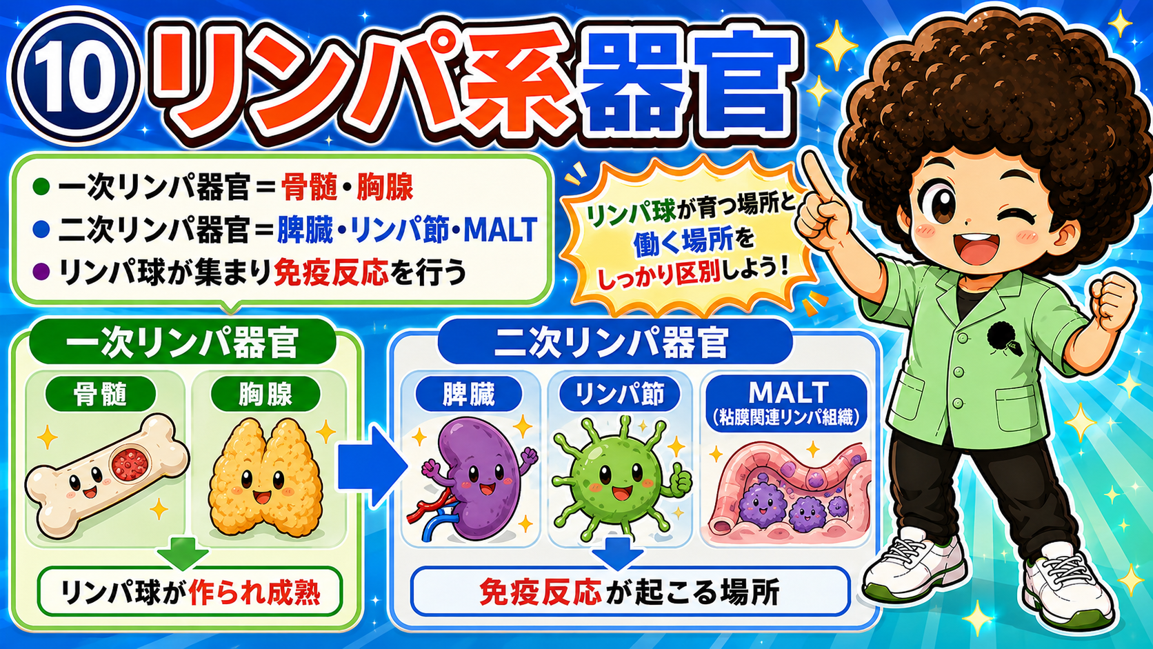 一次リンパ器官＝骨髄・胸腺／二次リンパ器官＝脾臓・リンパ節・MALT