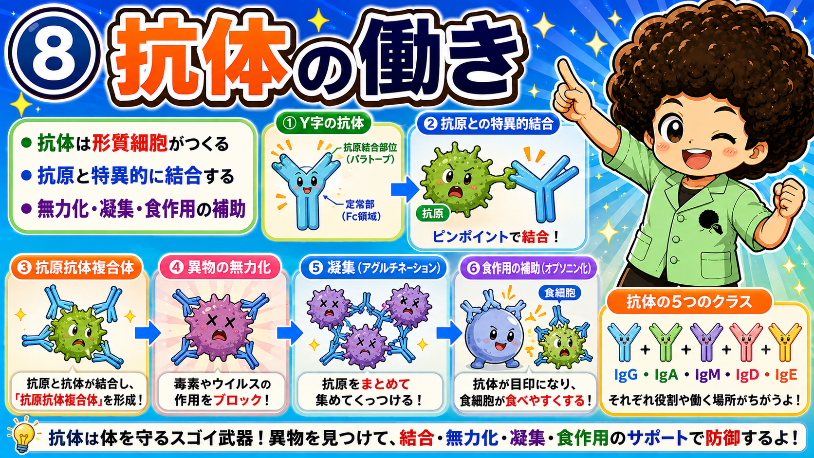 抗体の働き：結合→抗原抗体複合体→無力化→凝集→オプソニン化。クラスはIgG・IgA・IgM・IgD・IgE