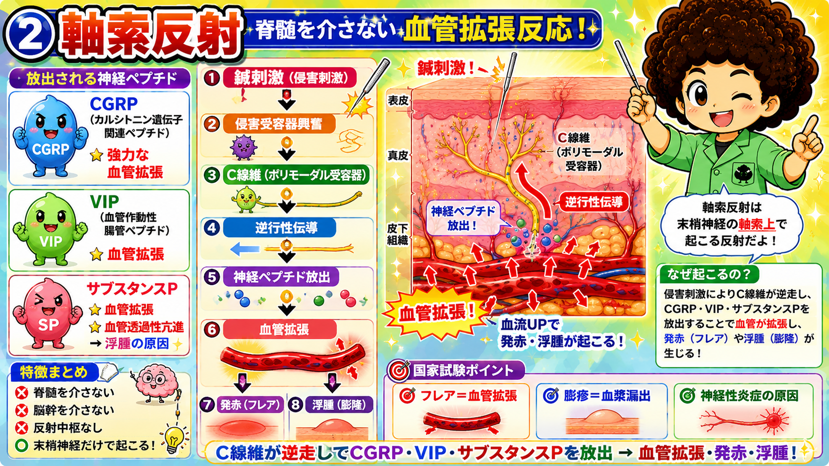 軸索反射：C線維が逆走してCGRP・VIP・サブスタンスPを放出し血管拡張・発赤・浮腫を起こす