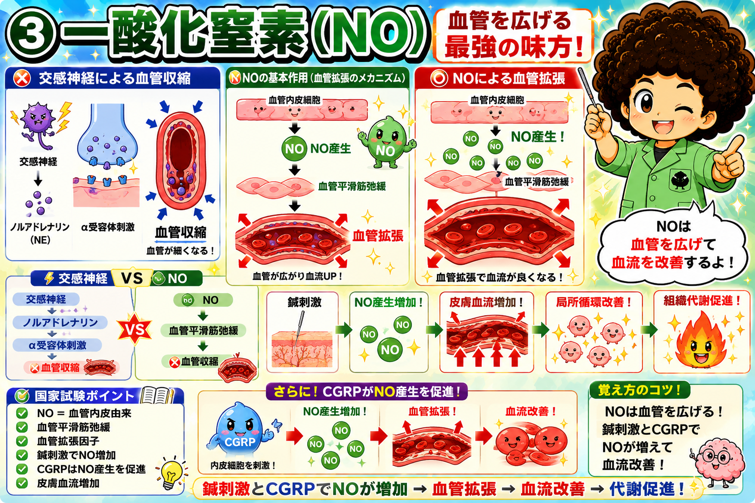 NOは血管内皮由来。血管平滑筋を弛緩させ、交感神経による血管収縮と拮抗する