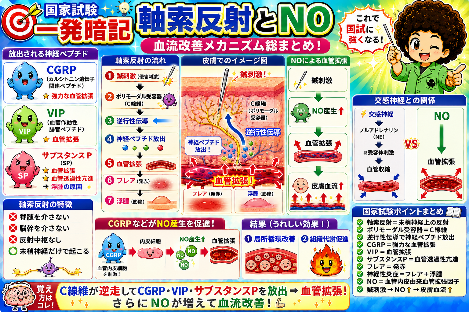 軸索反射とNOの総まとめ：局所循環改善と組織代謝促進につながる