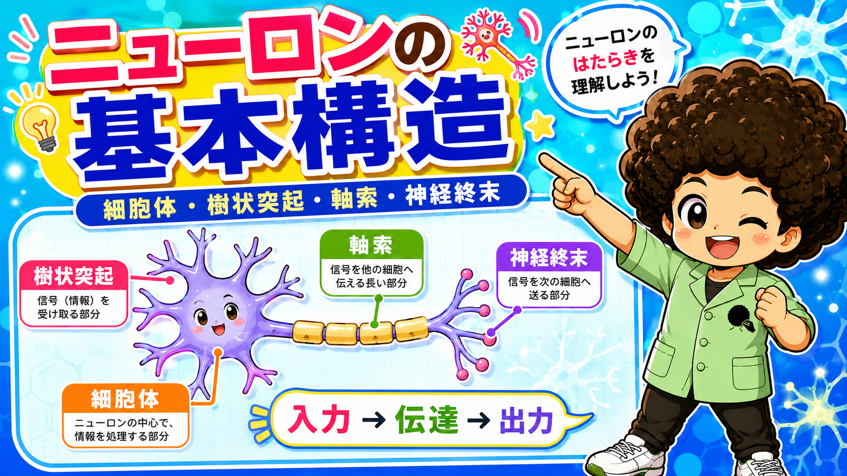 神経の基本構造｜神経の基本構造 1