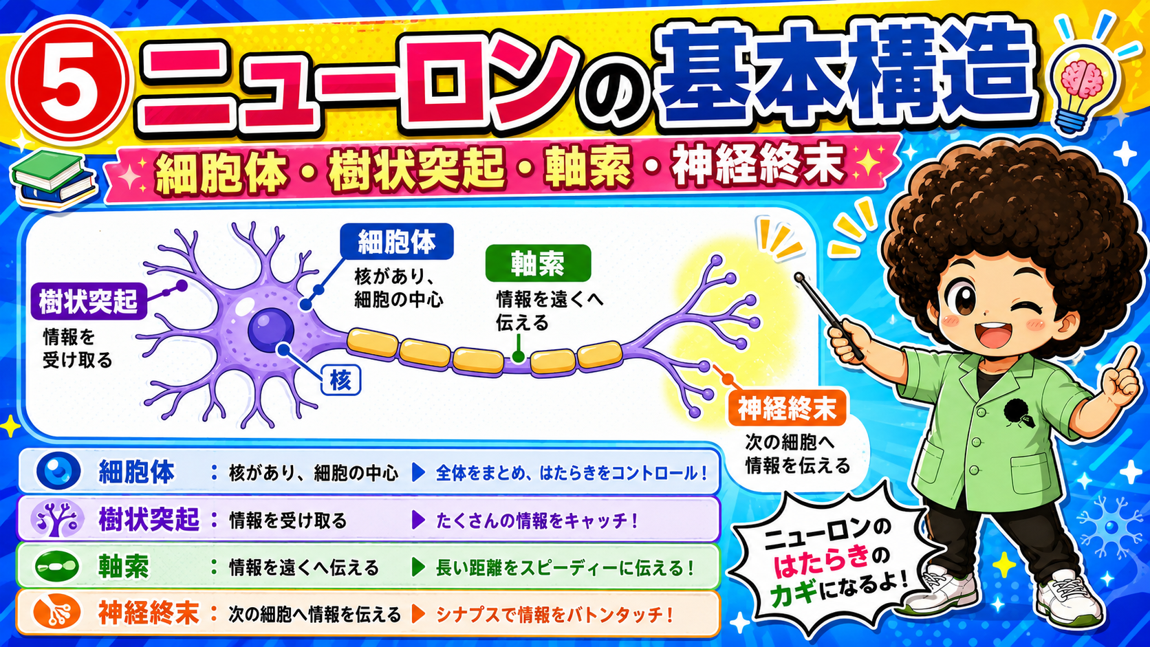 ニューロンの基本構造。細胞体・樹状突起・軸索・神経終末の4部位