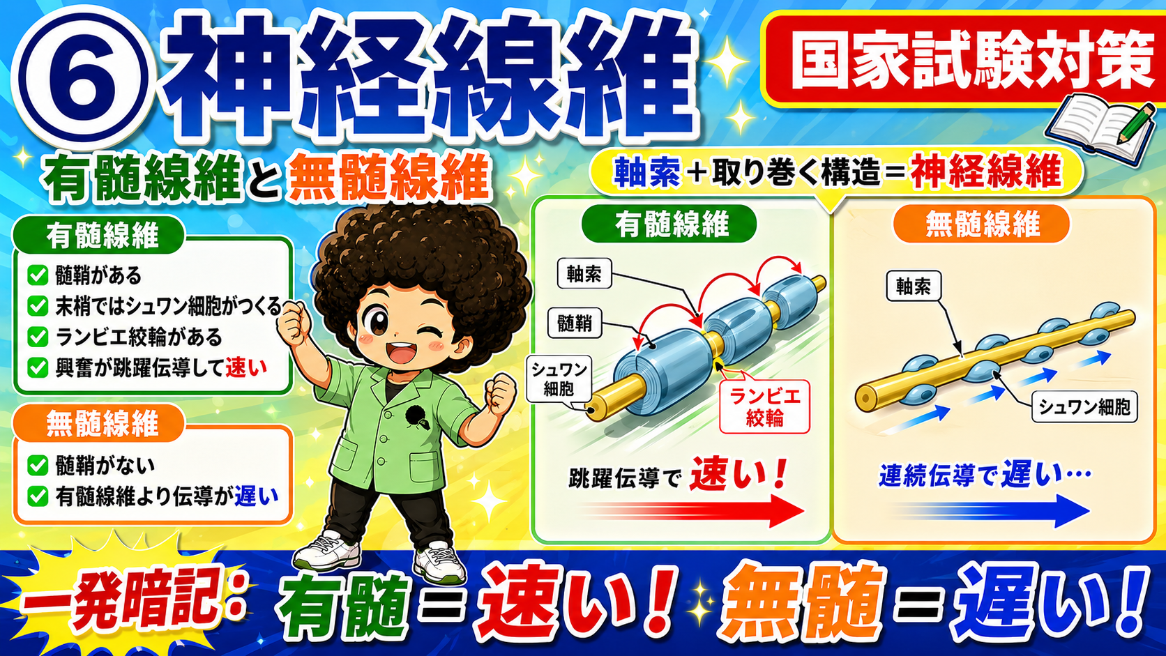 有髄線維は跳躍伝導で速く、無髄線維は連続伝導で遅い