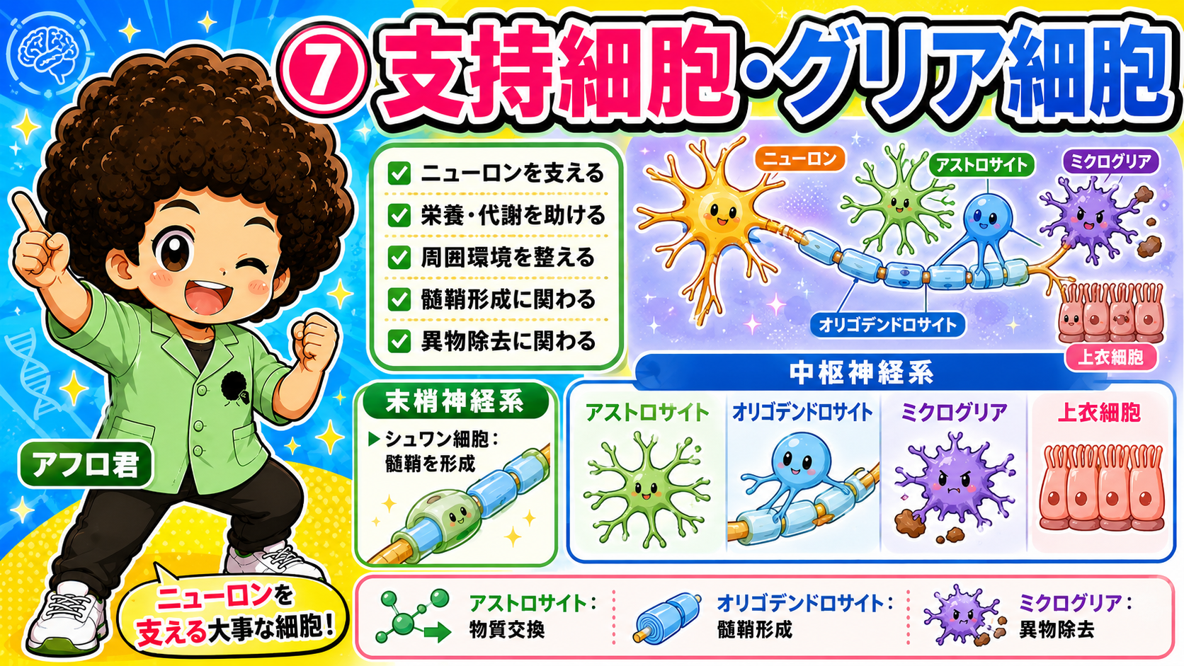 中枢のグリア4種と末梢のシュワン細胞