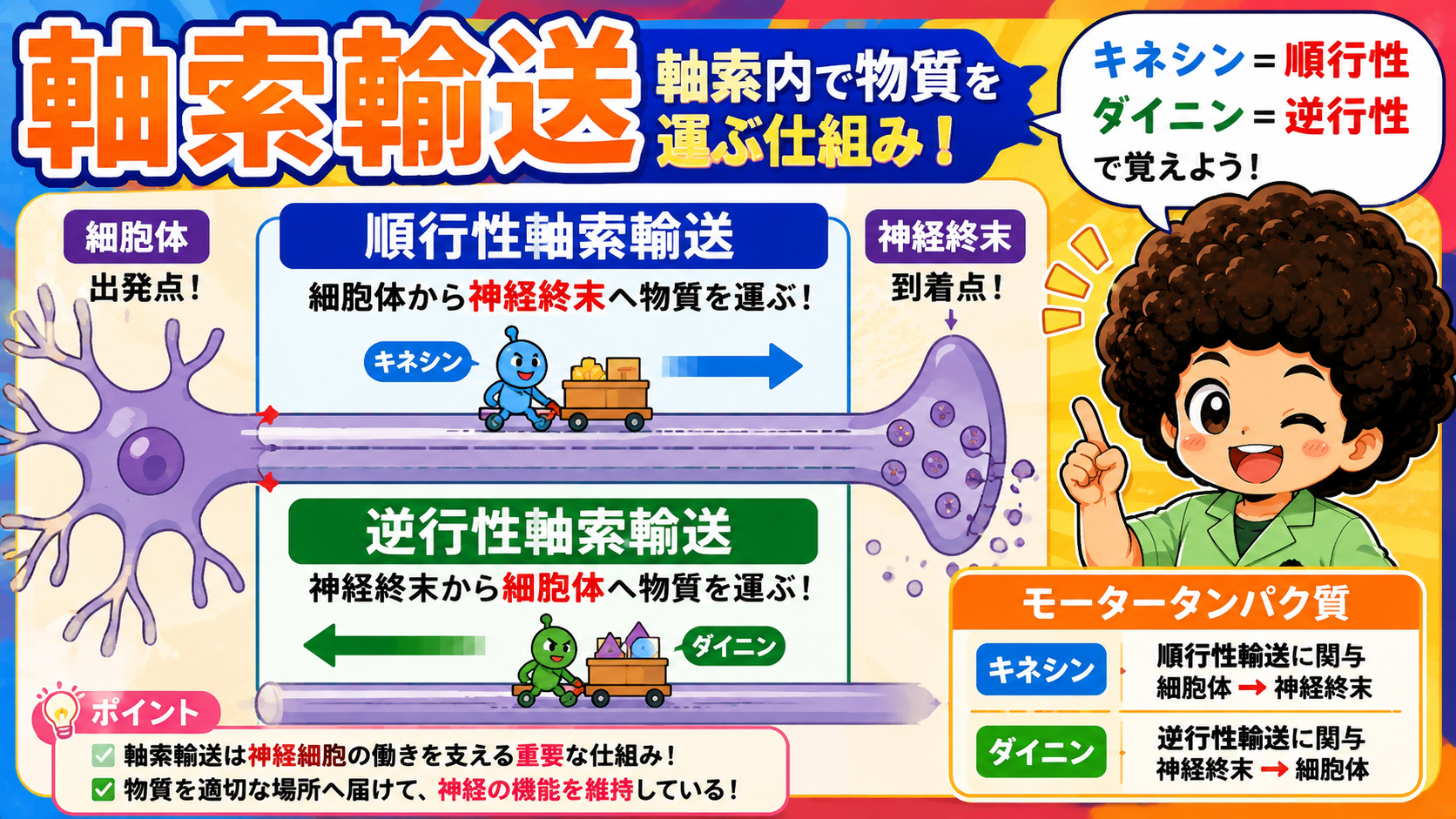 順行性はキネシン、逆行性はダイニンが担う