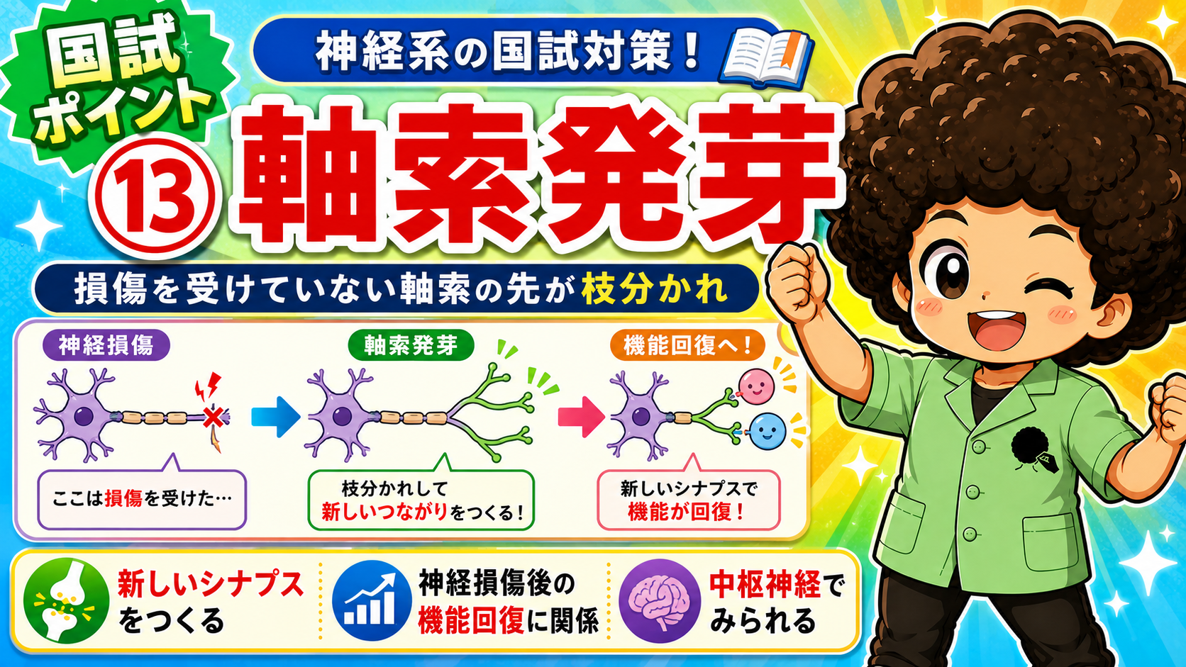 軸索発芽：無傷の軸索が枝分かれし新しいシナプスをつくる