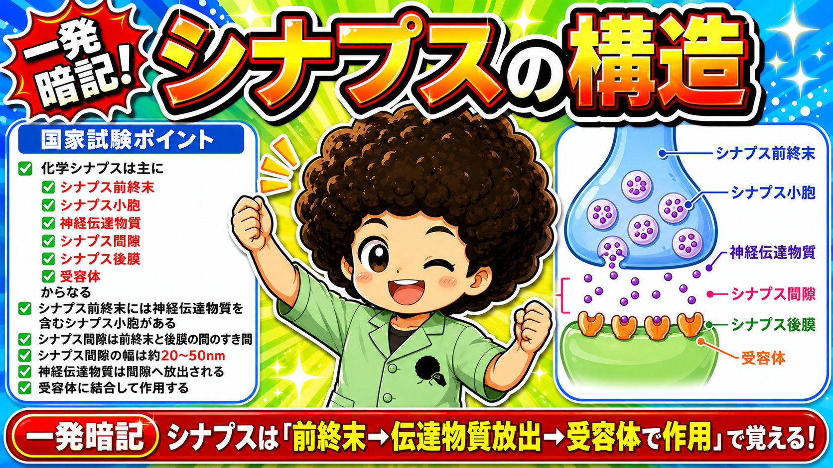 化学シナプスの構造。シナプス間隙の幅は約20〜50nm