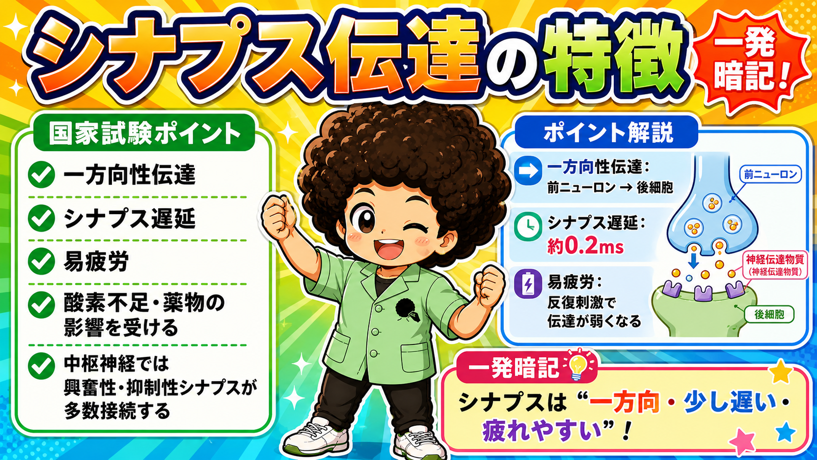 シナプスは「一方向・少し遅い（約0.2ms）・疲れやすい」