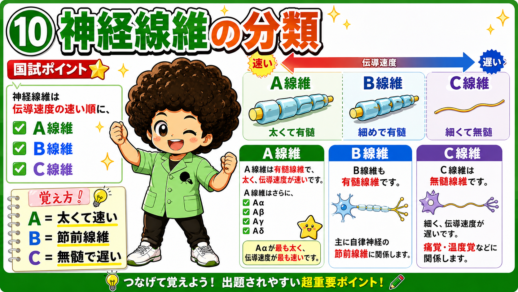 A＝太くて速い、B＝節前線維、C＝無髄で遅い