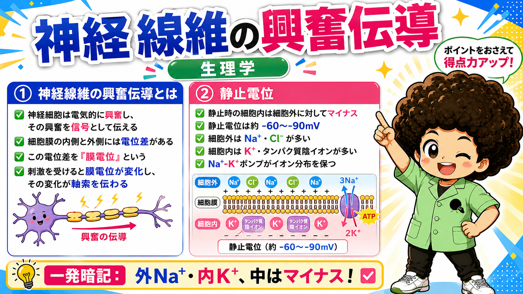 神経線維の興奮伝導と分類｜神経線維の興奮伝導と分類 1