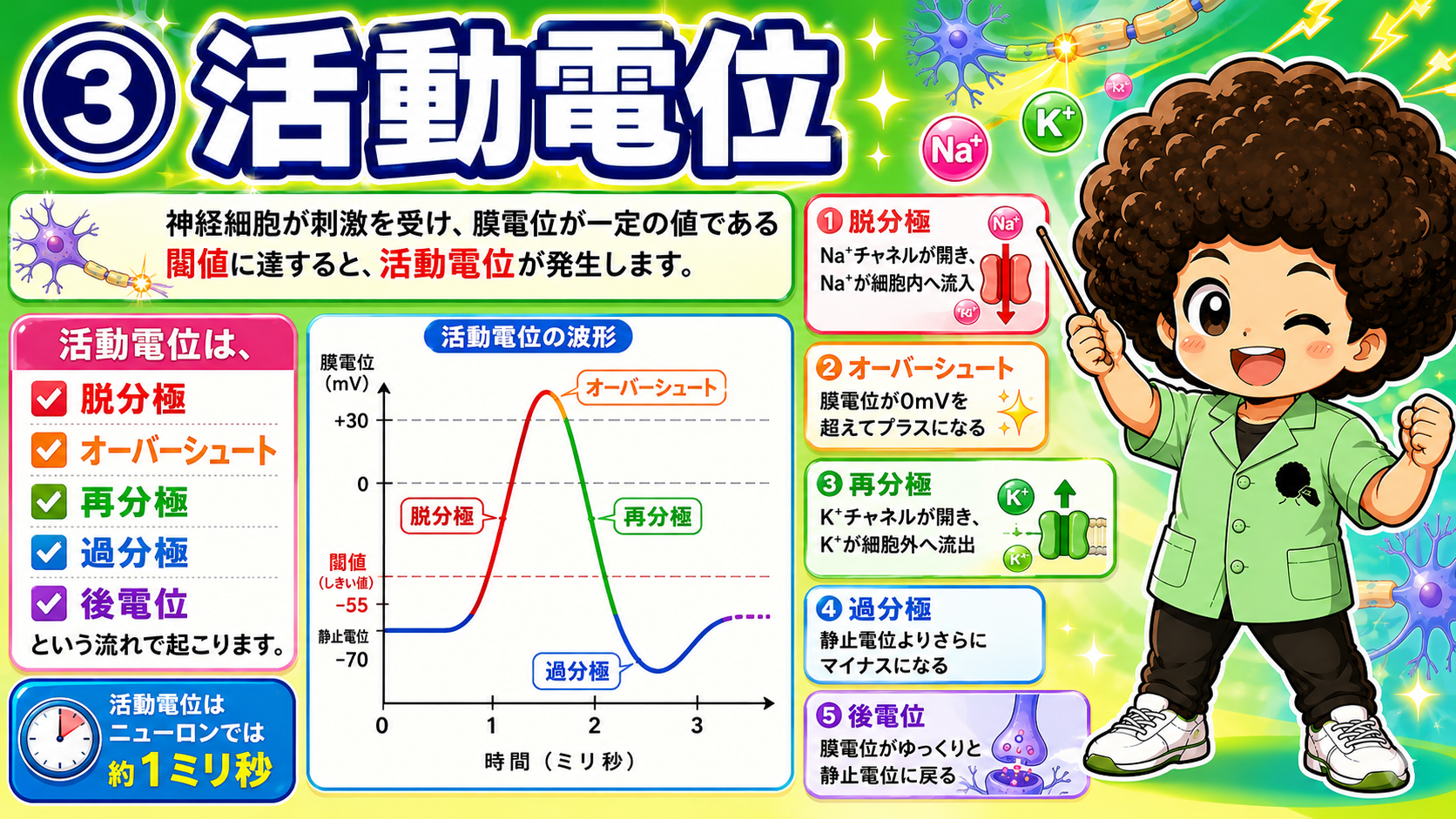 活動電位の波形。閾値−55mV、静止電位−70mV、ピークは+30mV付近