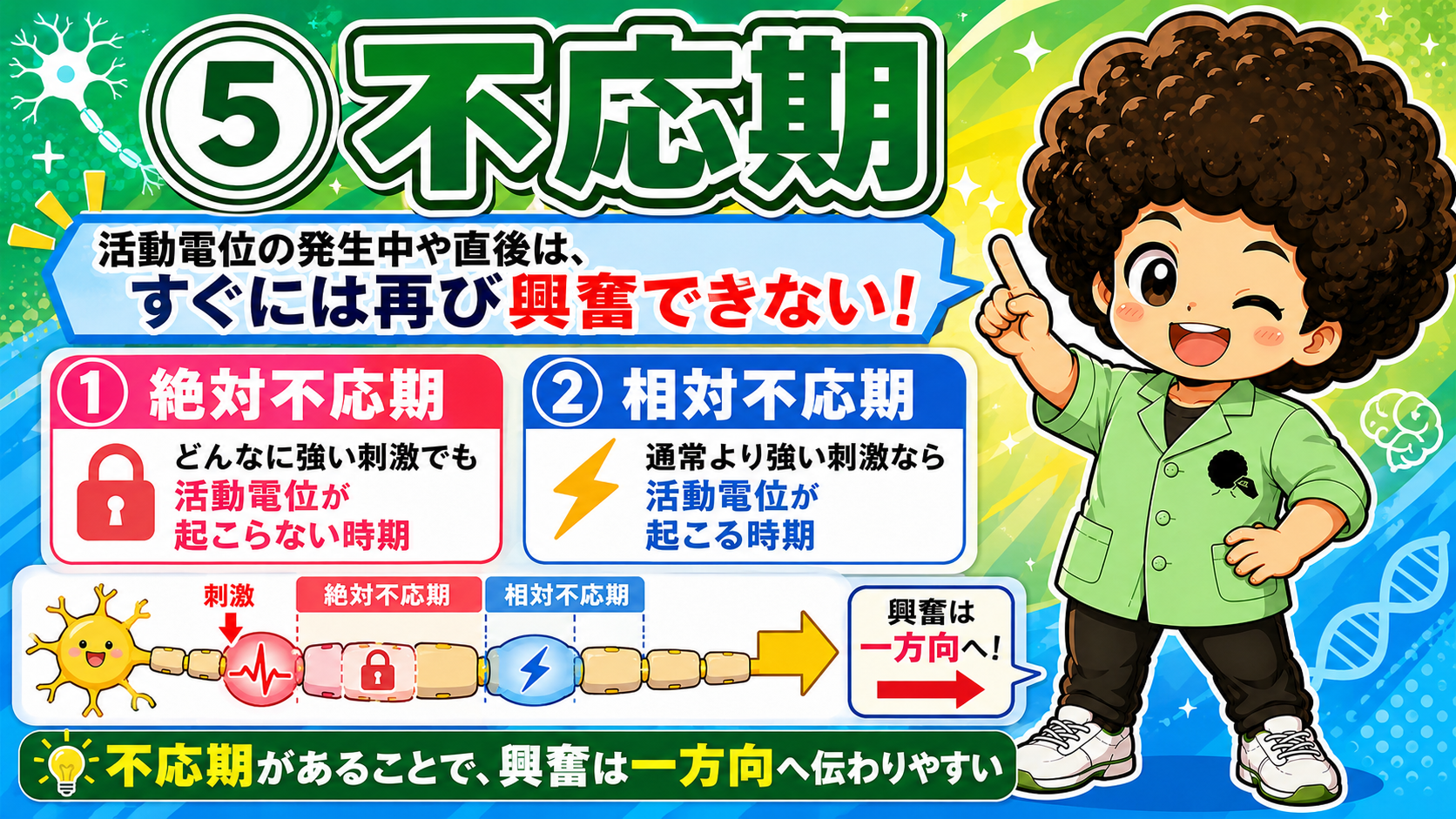 絶対不応期と相対不応期。不応期があるため興奮は一方向へ伝わりやすい
