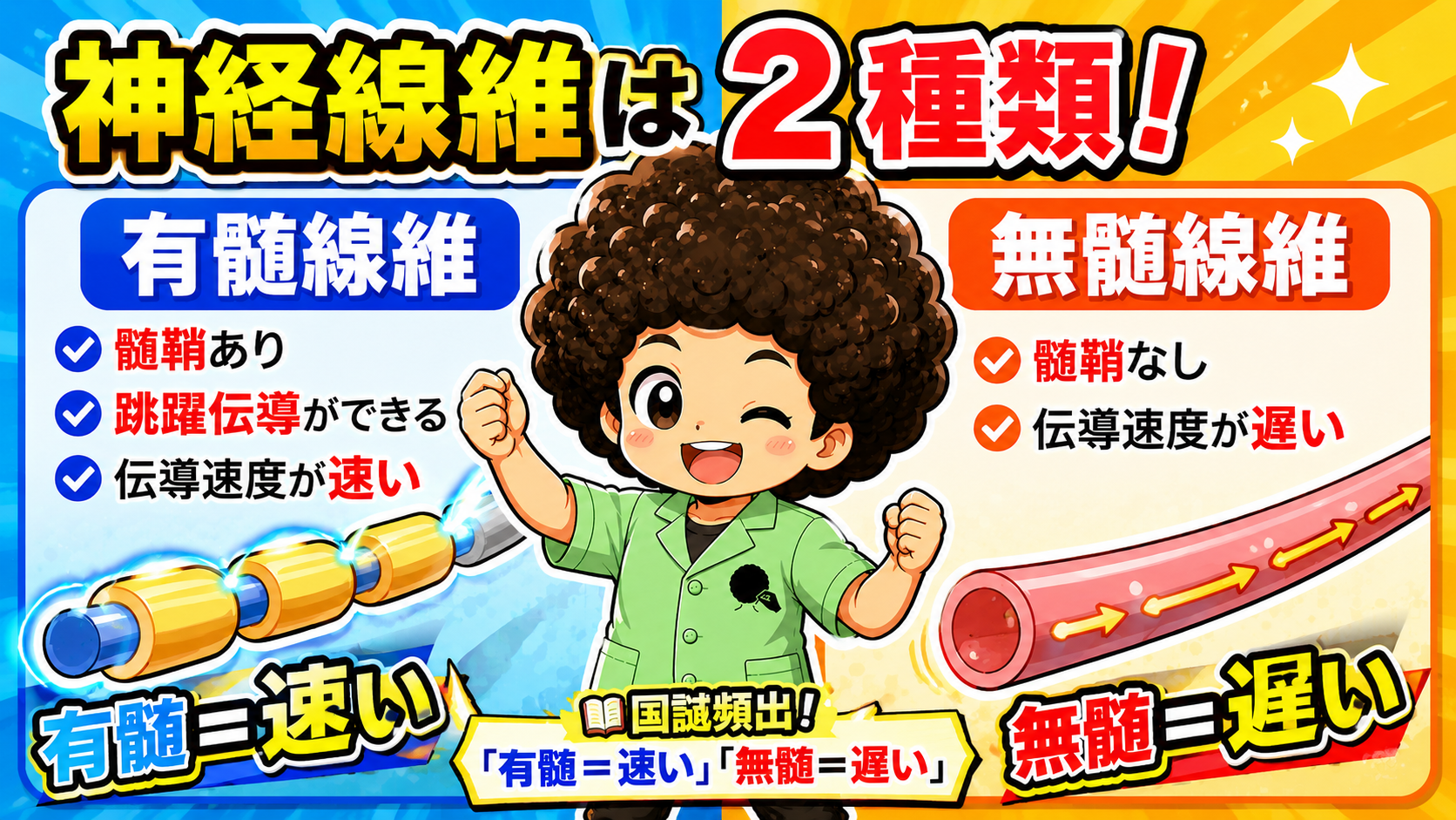 神経線維｜神経線維 1