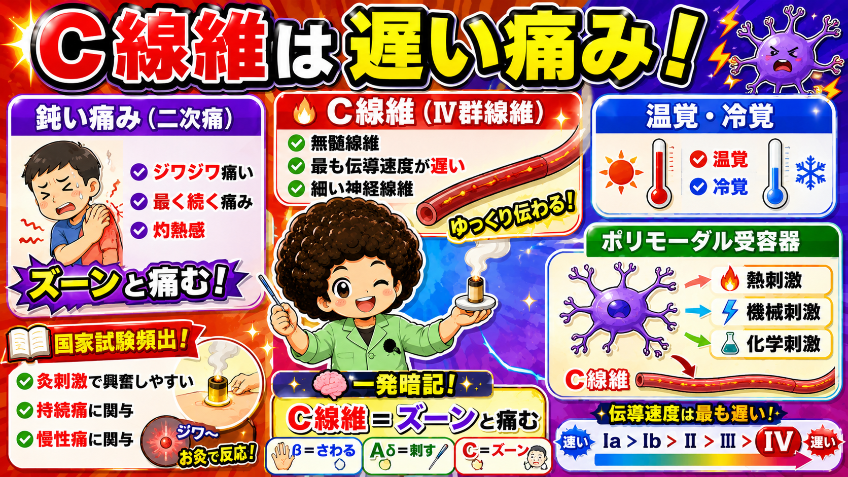 C線維（Ⅳ群線維）は無髄・最も遅い・鈍い痛み。ポリモーダル受容器は熱・機械・化学刺激に反応