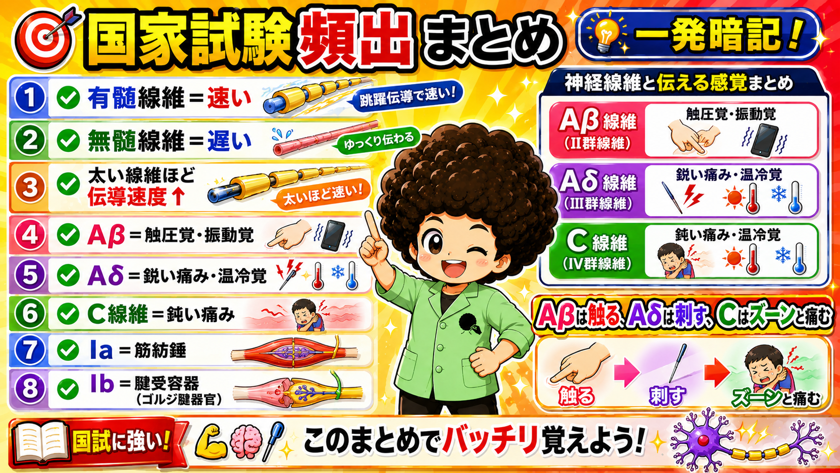 国家試験頻出まとめ。有髄＝速い／無髄＝遅い／太いほど速い／Aβ・Aδ・C線維と感覚の対応