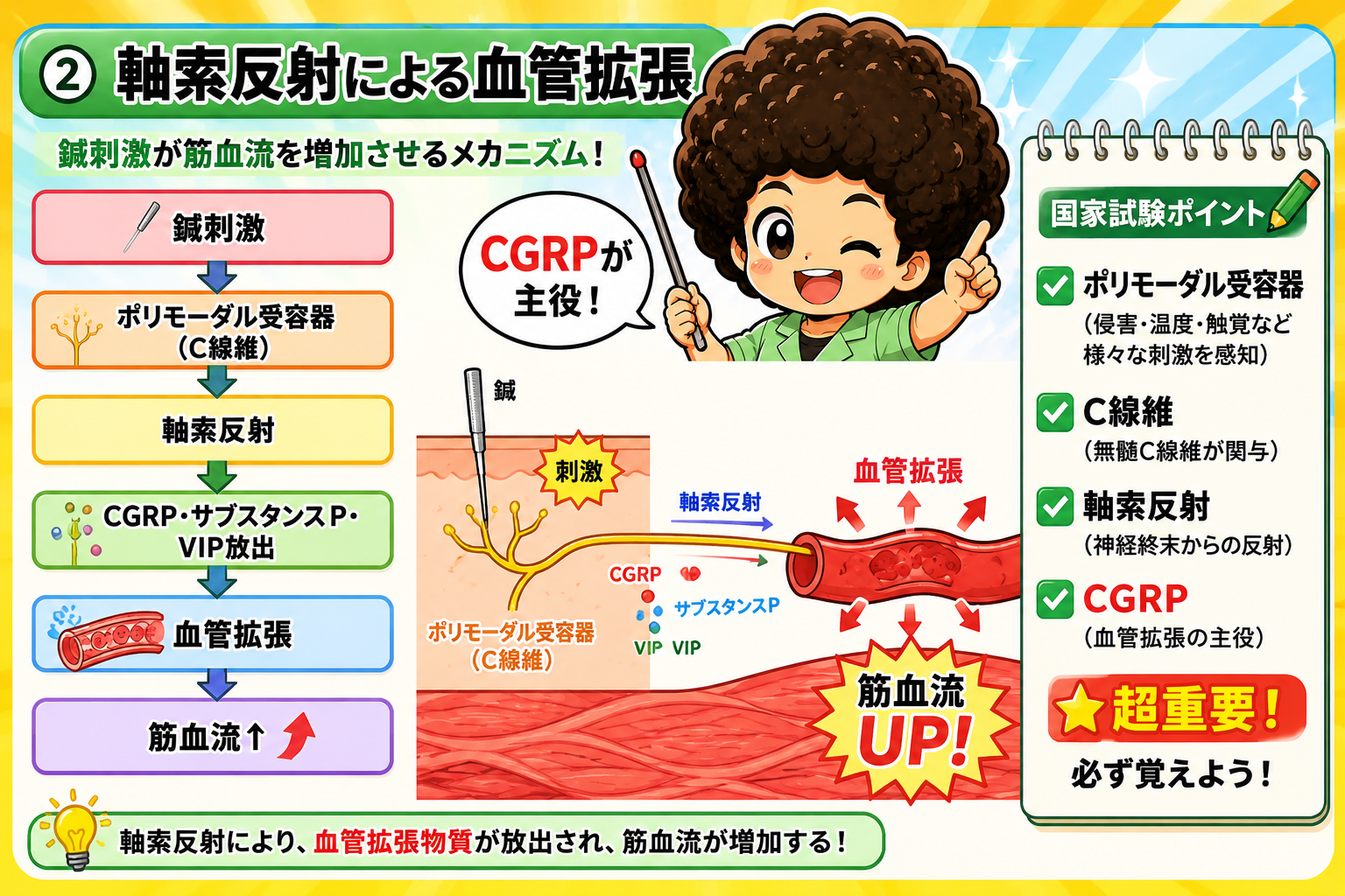 軸索反射による血管拡張の流れ（CGRPが主役）
