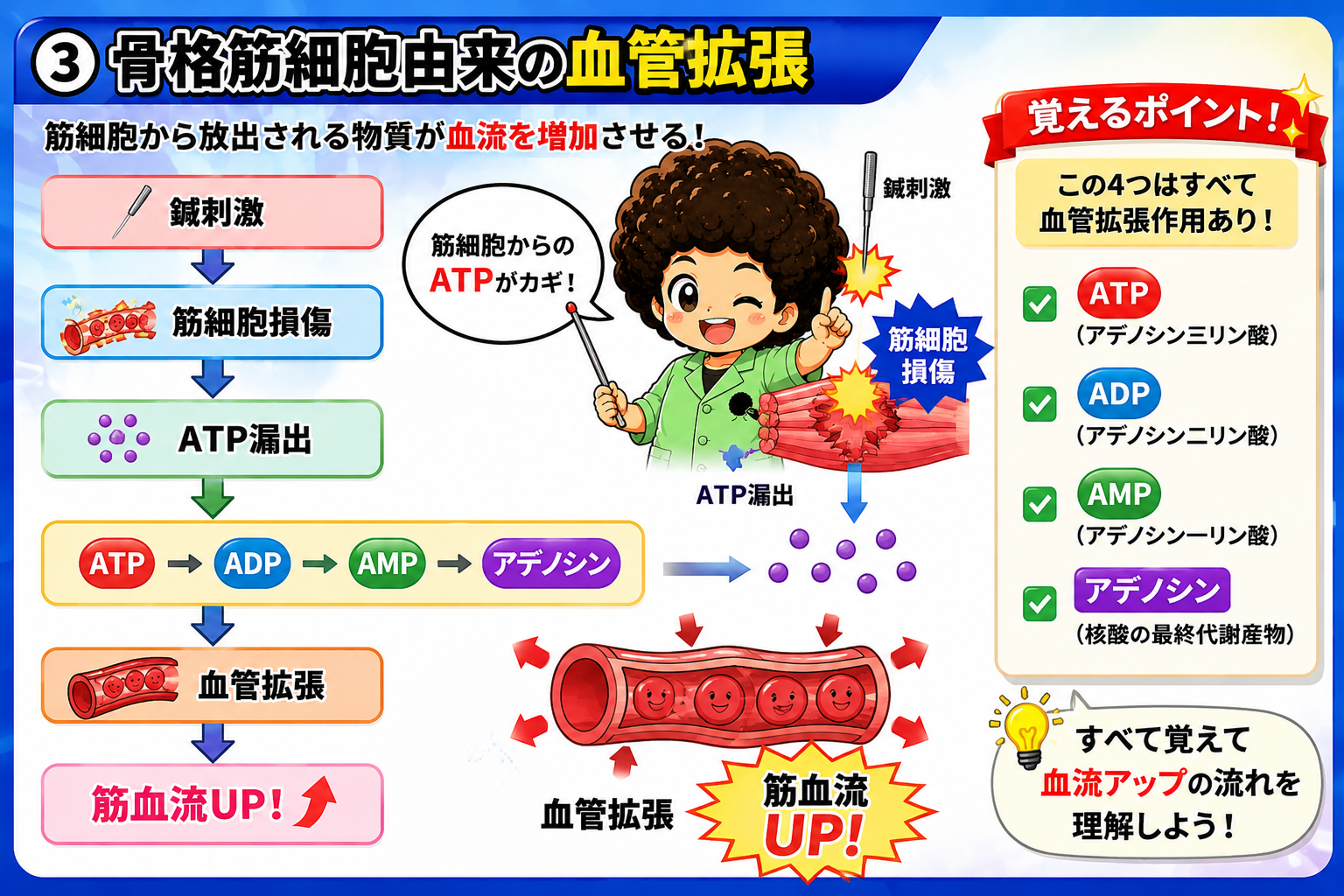 筋細胞損傷→ATP漏出→アデノシンまでの分解経路