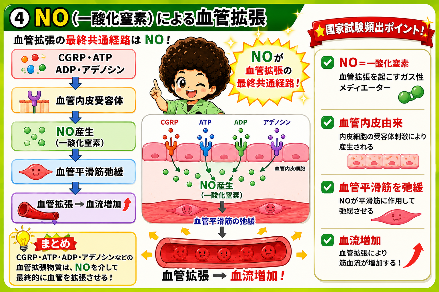 NOを介した血管平滑筋弛緩＝血管拡張の最終共通経路