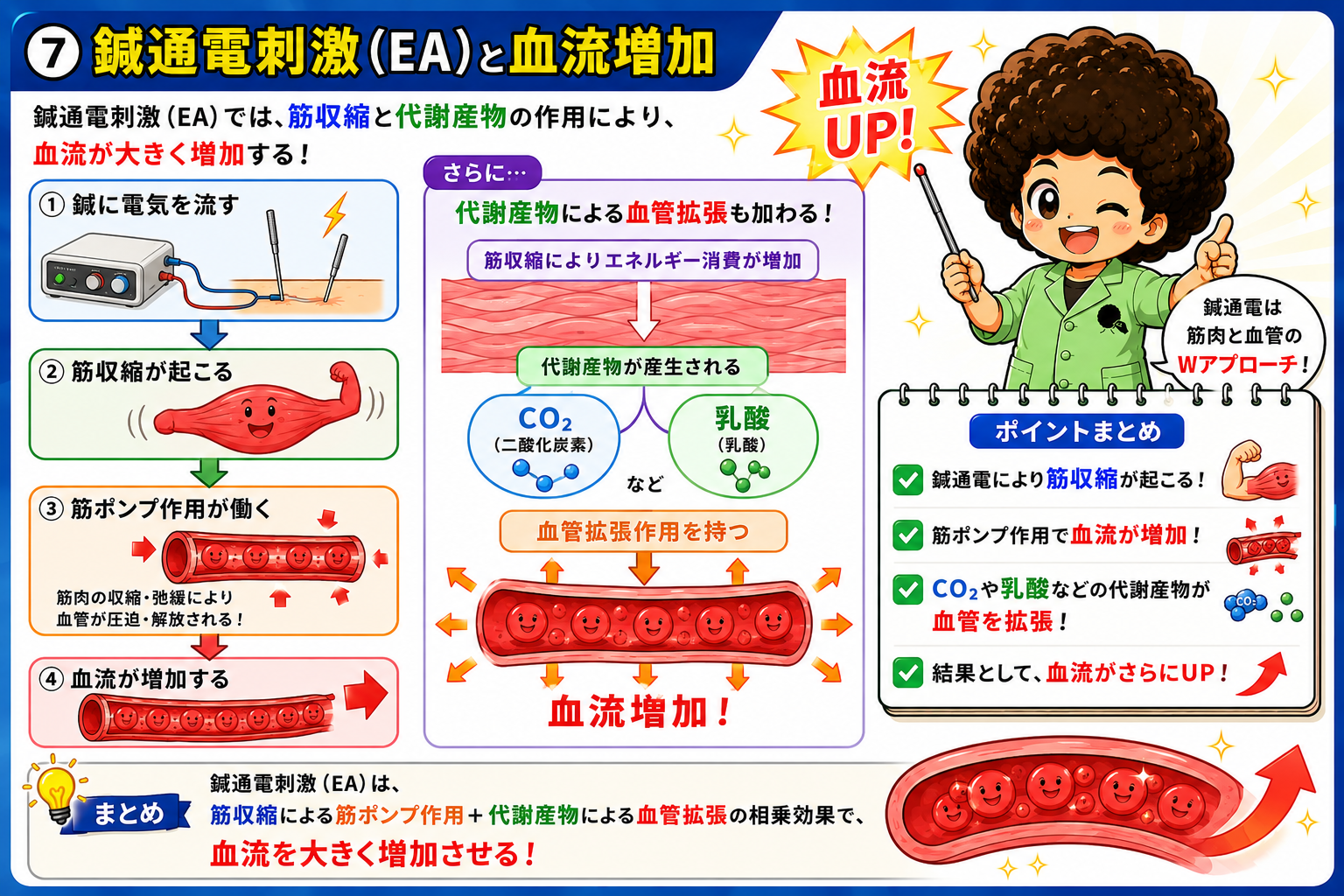 鍼通電刺激（EA）による筋ポンプ作用と代謝産物の血管拡張
