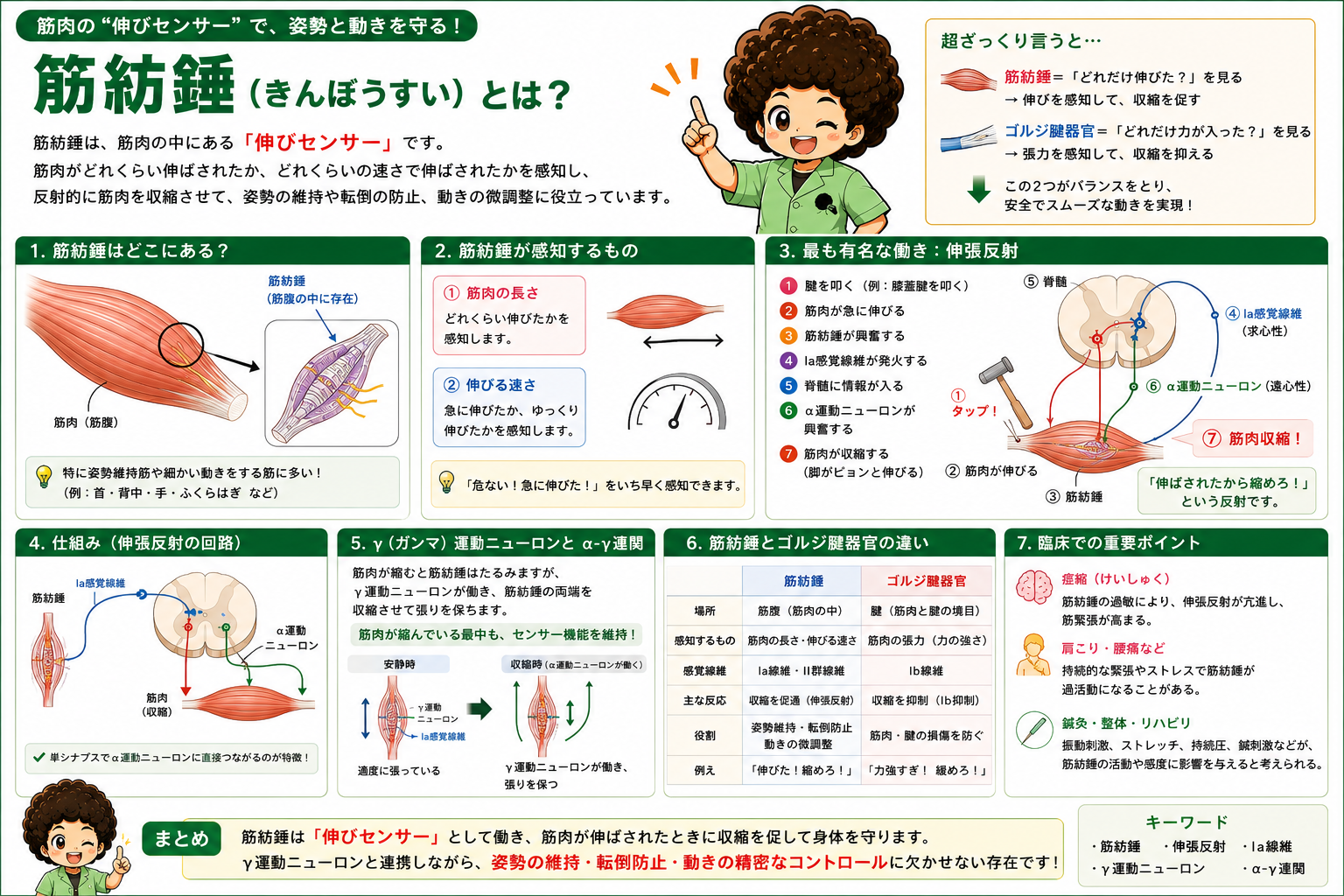 筋の感覚受容器と反射制御（筋紡錘・腱紡錘・反回抑制）｜筋の感覚受容器と反射制御（筋紡錘・腱紡錘・反回抑制） 1