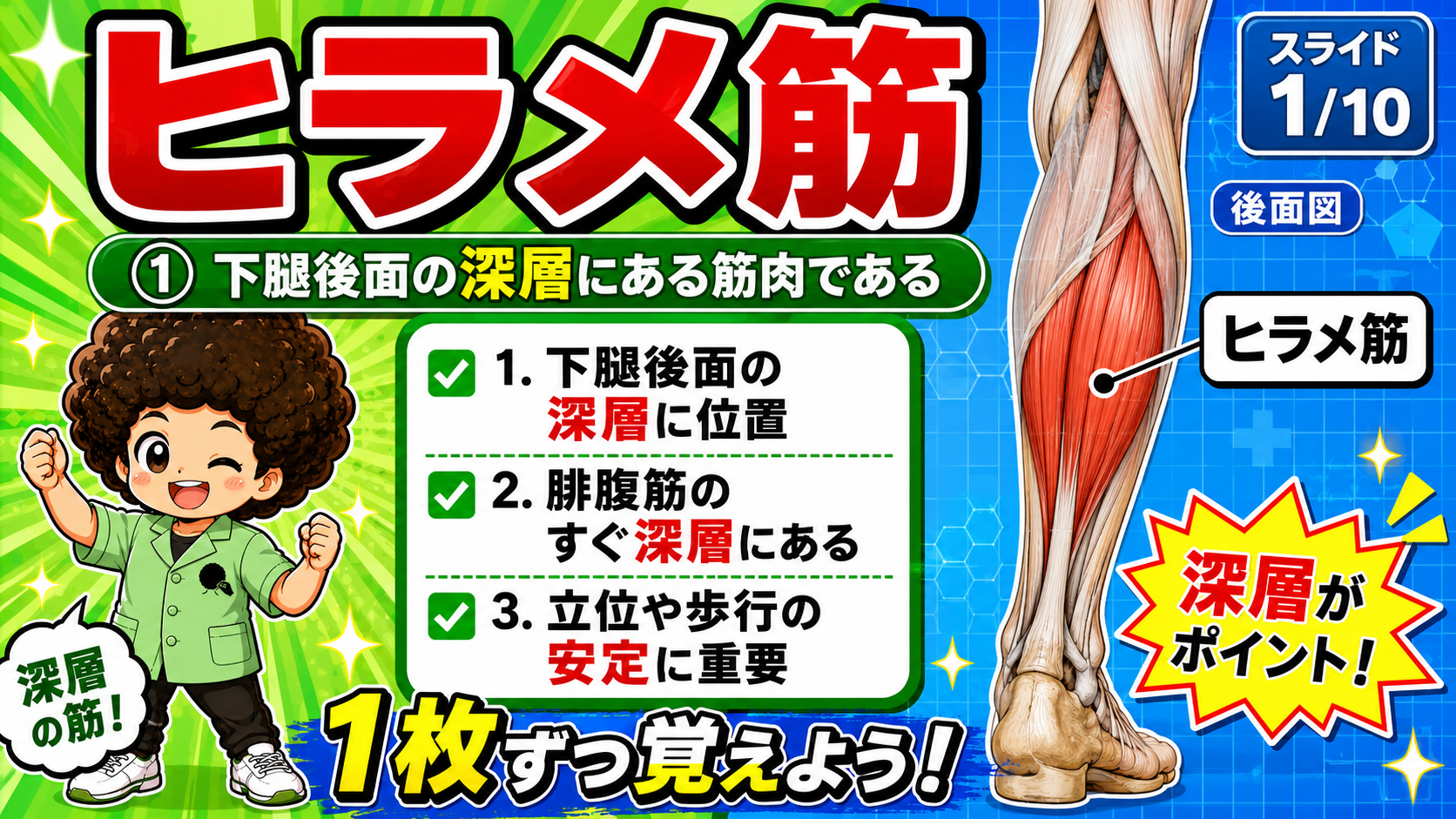 下腿後面深層に位置するヒラメ筋を示した後面図