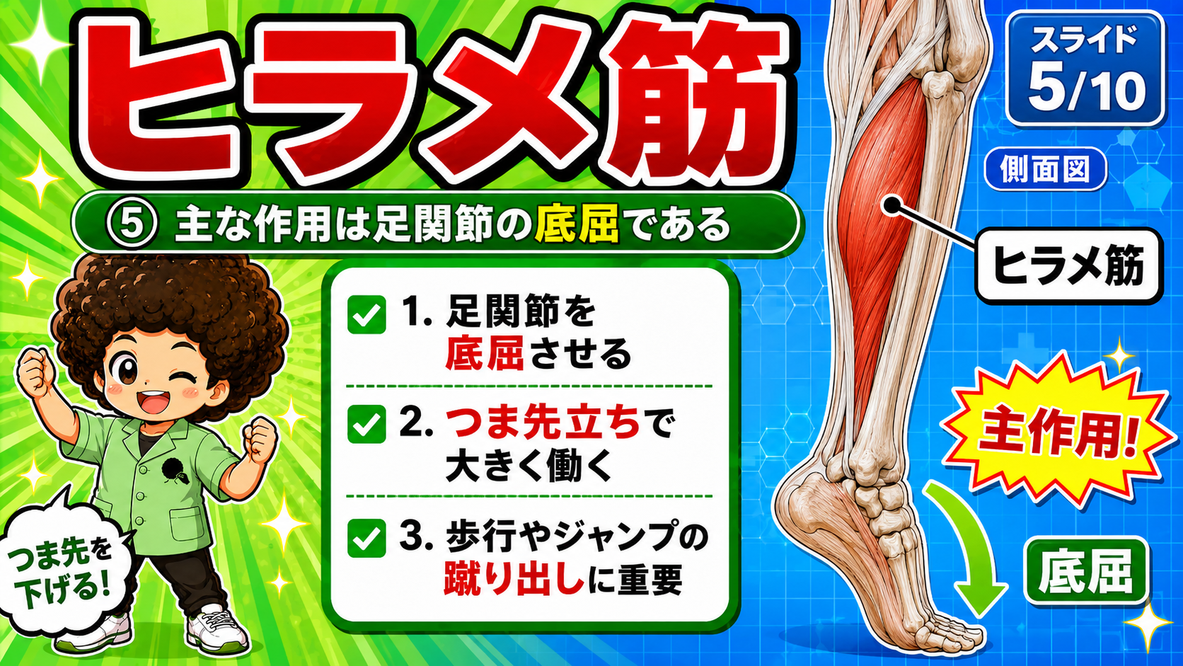 側面図で足関節の底屈作用を示した図